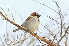 House Sparrow